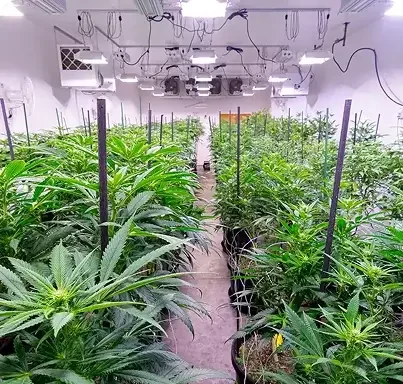 Expert cannabis recommendations - Livingston, Montana, United States - Gardiner, Montana, United States - Belgrade, Montana, United States Friendly Paradise Organics dispensary staff - Livingston, Montana, United States - Gardiner, Montana, United States - Belgrade, Montana, United States High-quality cannabis concentrates - Livingston, Montana, United States - Gardiner, Montana, United States - Belgrade, Montana, United States Premium cannabis edibles - Livingston, Montana, United States - Gardiner, Montana, United States - Belgrade, Montana, United States THC gummies - Livingston, Montana, United States - Gardiner, Montana, United States - Belgrade, Montana, United States