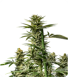 Top-quality cannabis flower - Livingston, Montana, United States - Gardiner, Montana, United States - Belgrade, Montana, United States Fresh cannabis flower - Livingston, Montana, United States - Gardiner, Montana, United States - Belgrade, Montana, United States Paradise Canna Co. flower - Livingston, Montana, United States - Gardiner, Montana, United States - Belgrade, Montana, United States Paradise Canna Co. flower deals - Livingston, Montana, United States - Gardiner, Montana, United States - Belgrade, Montana, United States Paradise Canna Co. vapes - Livingston, Montana, United States - Gardiner, Montana, United States - Belgrade, Montana, United States