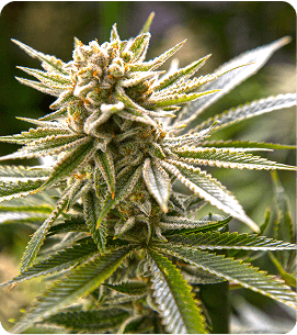 Paradise Canna Co. flower deals - Livingston, Montana, United States - Gardiner, Montana, United States - Belgrade, Montana, United States Paradise Canna Co. vapes - Livingston, Montana, United States - Gardiner, Montana, United States - Belgrade, Montana, United States
