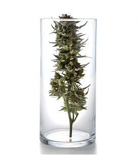 Premium cannabis edibles - Livingston, Montana, United States - Gardiner, Montana, United States - Belgrade, Montana, United States THC gummies - Livingston, Montana, United States - Gardiner, Montana, United States - Belgrade, Montana, United States Cannabis chocolates and infused treats - Livingston, Montana, United States - Gardiner, Montana, United States - Belgrade, Montana, United States